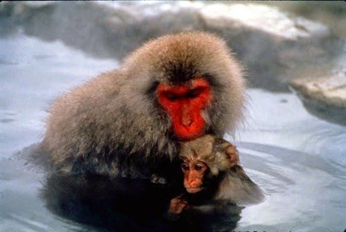 Monkeying about in the Onsen! Japan Tours Travel Honeymoon Onesen Monkey